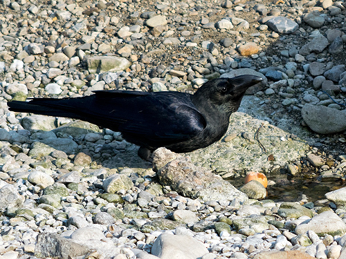 鶏卵を食べるハシブトガラス