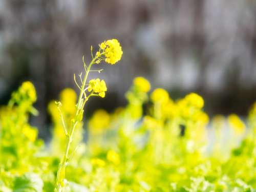 菜の花