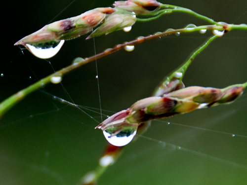 秋雨の水滴