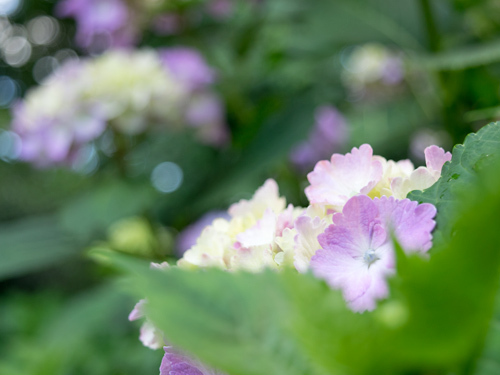 紫陽花
