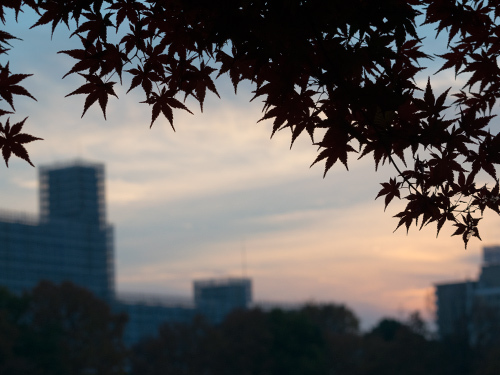 夕焼け空の紅葉