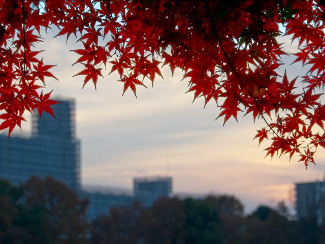 夕焼け空の紅葉