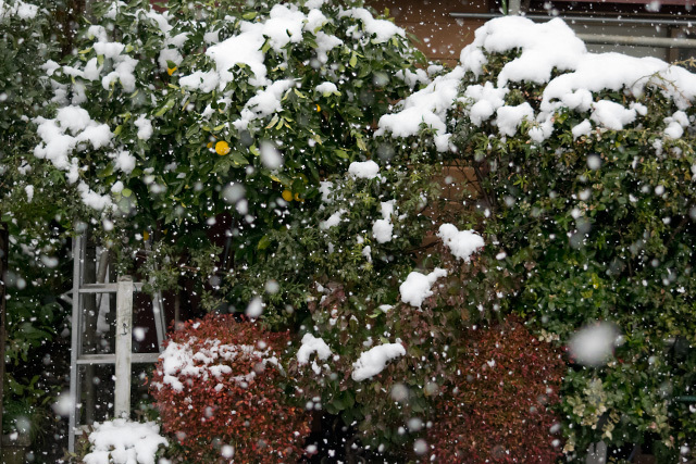 初雪