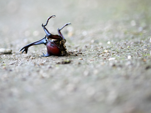カブトムシ残骸