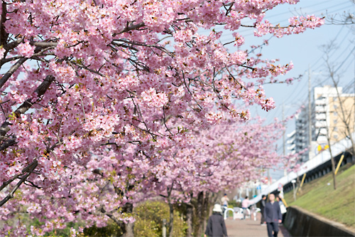 河津桜