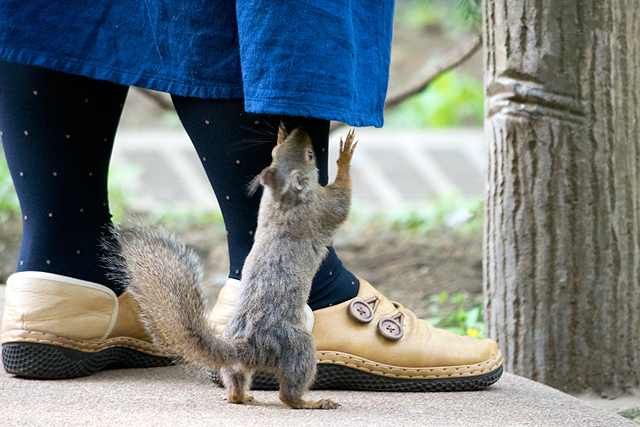 ニホンリス