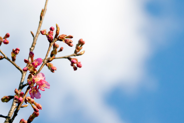 河津桜