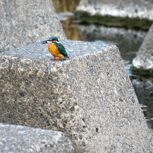 カワセミ