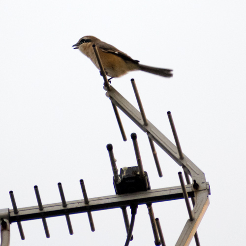 e_dsc6521.jpg