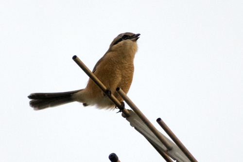 e_dsc6555.jpg