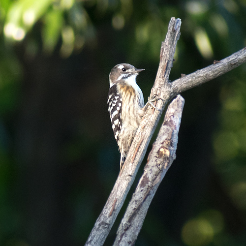 e_dsc7518b.jpg