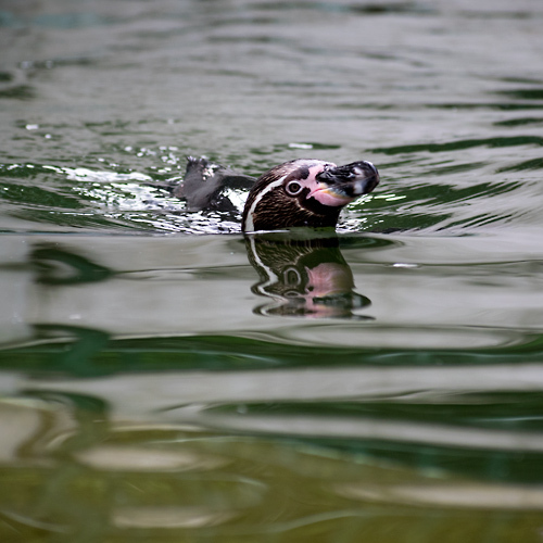 フンボルトペンギン