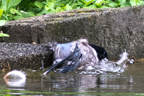 オナガ水浴び