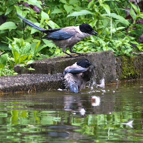 オナガ水浴び