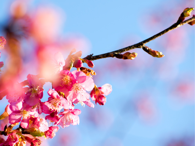 河津桜
