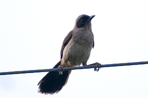 謎のタヌキ鳥