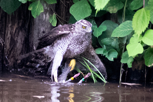オオタカ幼鳥