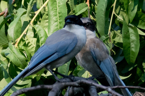 オナガ成鳥と幼鳥