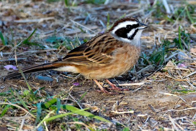 g_dsc3889.jpg