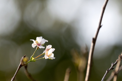 十月桜