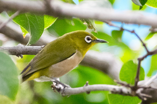g_dsc5314.jpg