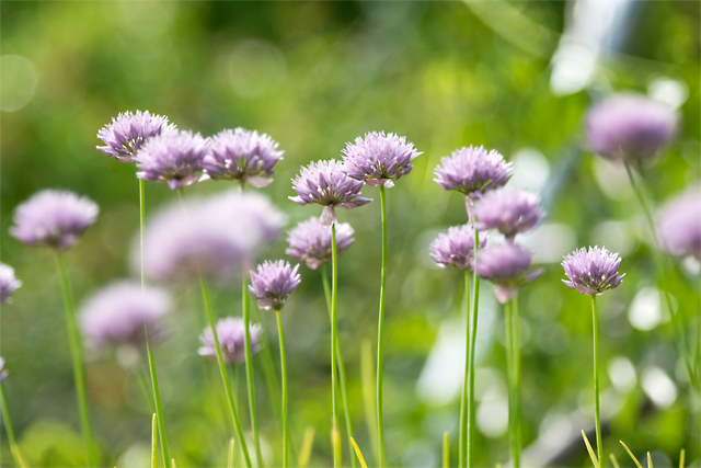 あさつきの花