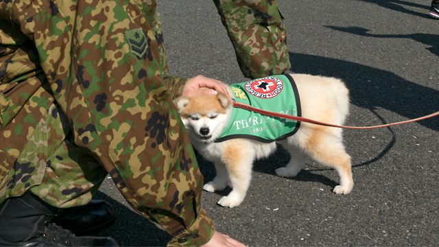 セラピー犬