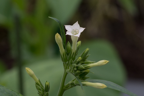 タバコの花