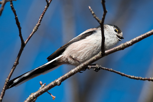 i_dsc_2093.jpg