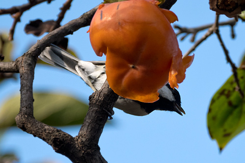 シジユウカラ