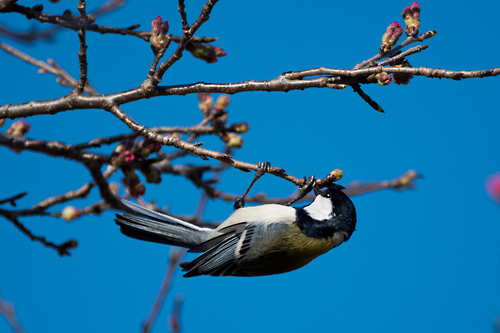 シジユウカラ