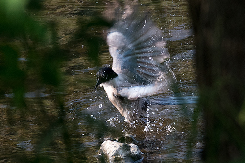 オナガ水浴び
