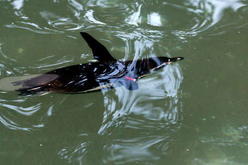 フンボルトペンギン