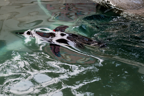 フンボルトペンギン