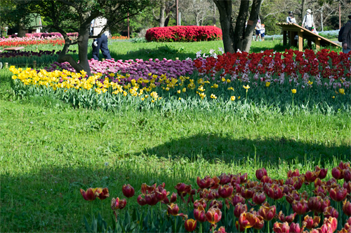 昭和記念公園 チューリップ
