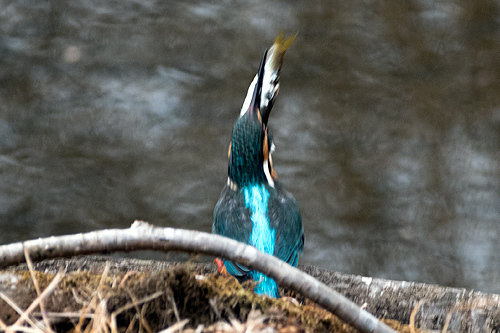 カワセミ
