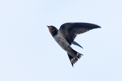 ツバメ若鳥