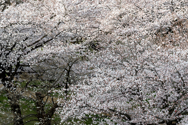 桜