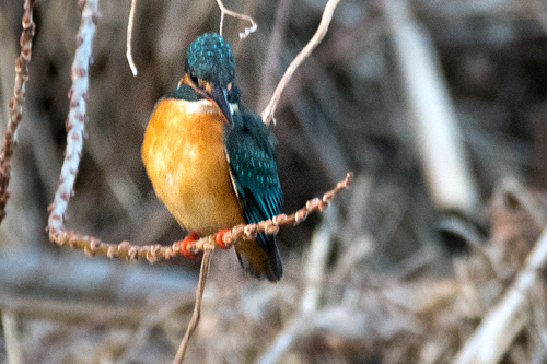 カワセミ