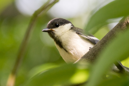 シジュウカラ幼鳥