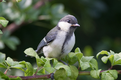 シジュウカラ幼鳥