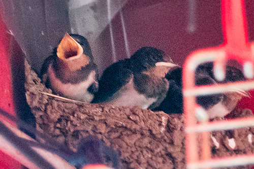 ツバメの巣と雛
