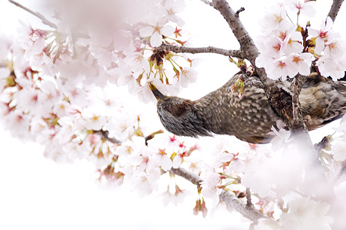 桜とヒヨドリ