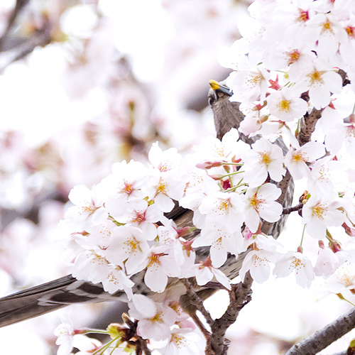 桜とヒヨドリ