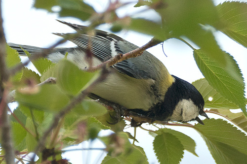 シジュウカラ