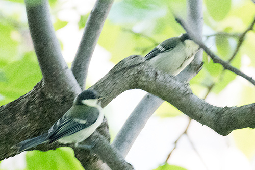シジュウカラ 巣立ち雛