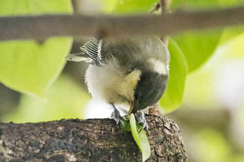 シジュウカラ 巣立ち雛