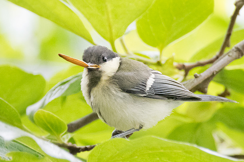 シジュウカラ 巣立ち雛