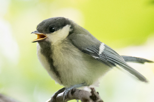 シジュウカラ 巣立ち雛