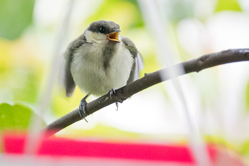 シジュウカラ 巣立ち雛